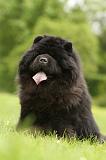 CHOW CHOW 554